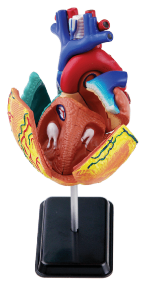 Heart Anatomy Model With Stand – 14cm 35Pc