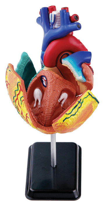 Heart Anatomy Model With Stand – 14cm 35Pc